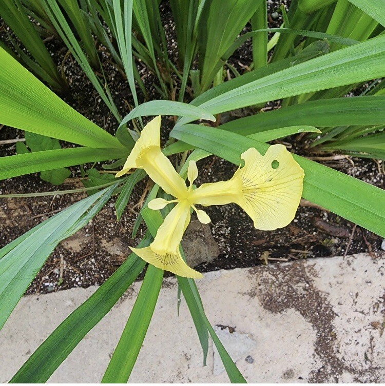 Yellow Flag Iris – Iris Pseudacorus -5 Bare Root Plants / bulbs