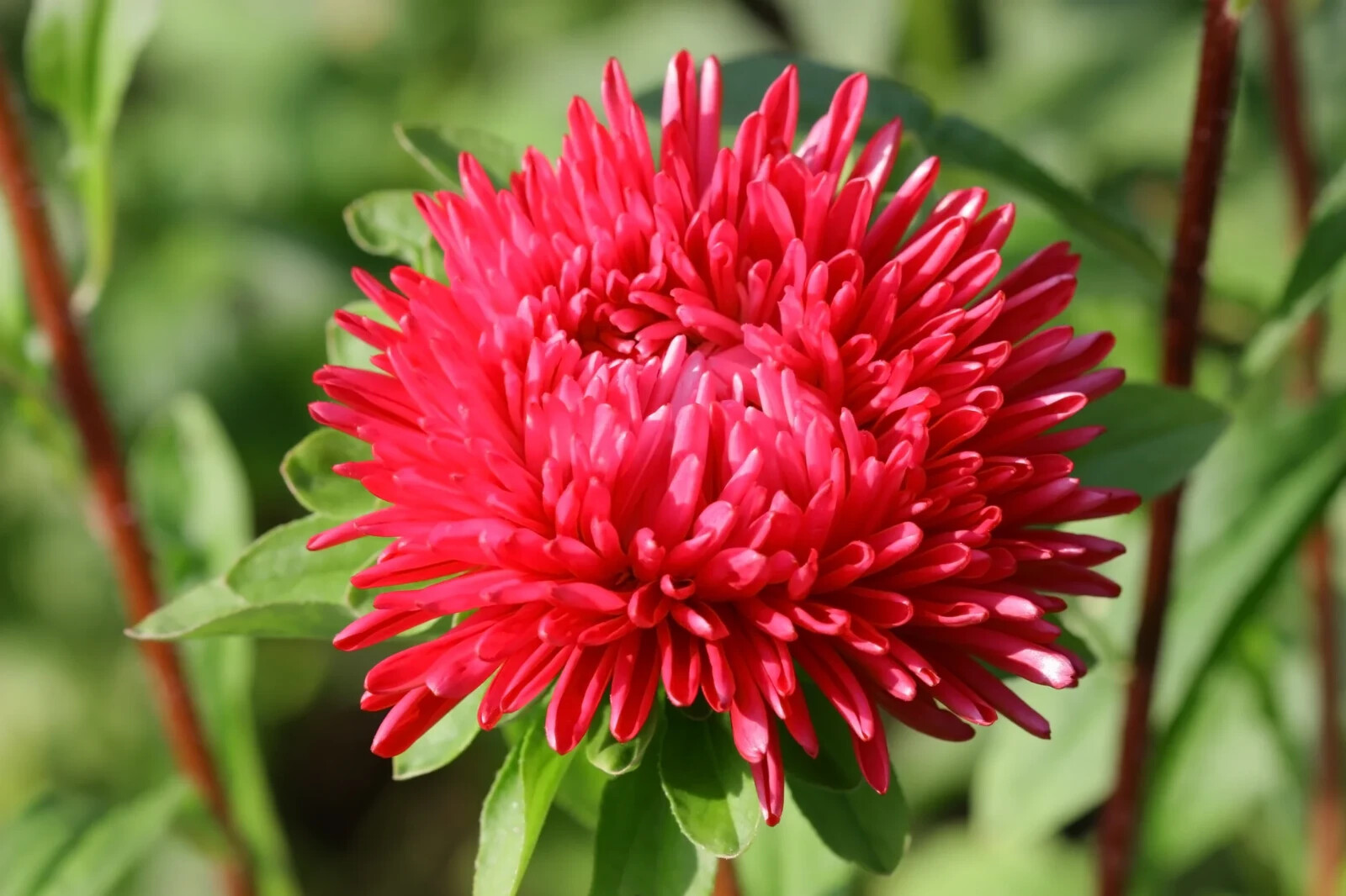 50 Seeds ASTER GREMLIN DOUBLE RED Callistephus Chinensis