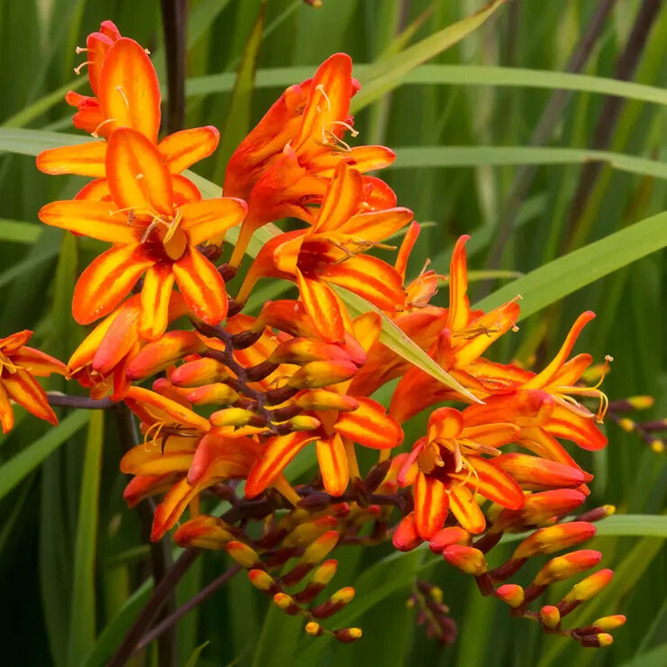 PICK YOUR CROCOSMIA BULBS – Dragon Flower – Choose From (10) Different Types!!!