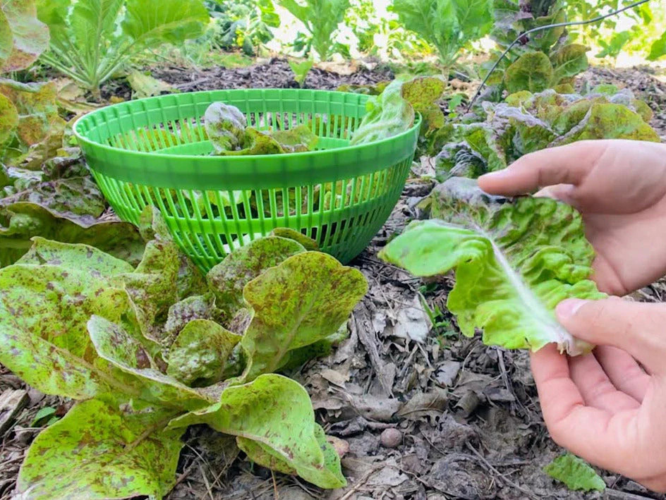Freckles Romaine Lettuce Seeds | Lactuca Red Speckled Leaf Vegetable Seed 2024