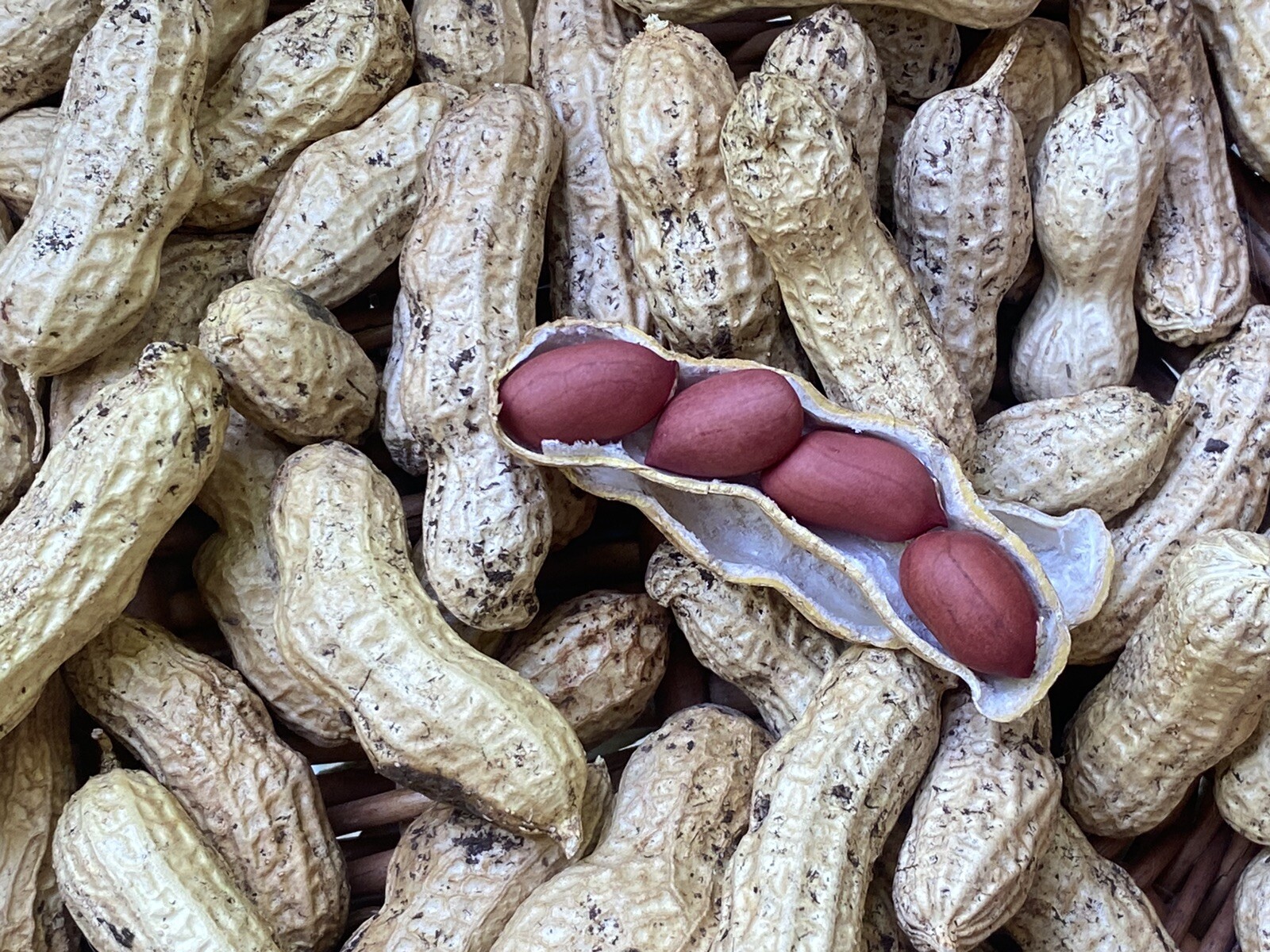 Peanut Seeds 20 Per Packet HOMEGROWN Red Peanuts Rachis Hypogaea MADE IN USA