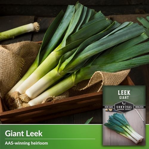 Giant Leek Seed for Planting – Packets with Instructions to Plant and Grow 5