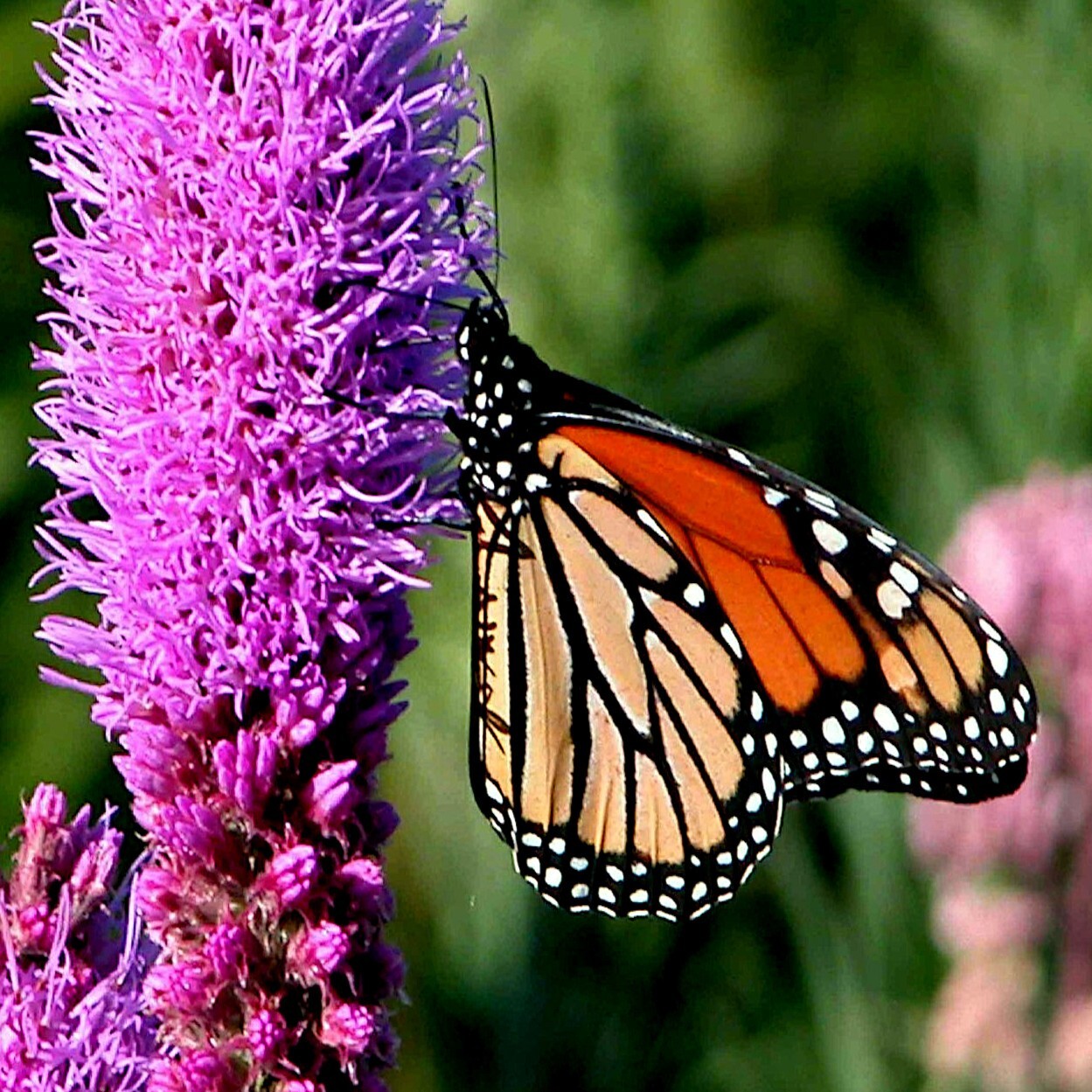 50 PURPLE BLAZING STAR FLOWER SEEDS Liatris spicata Cold Hardy-3 Butterfly Plant