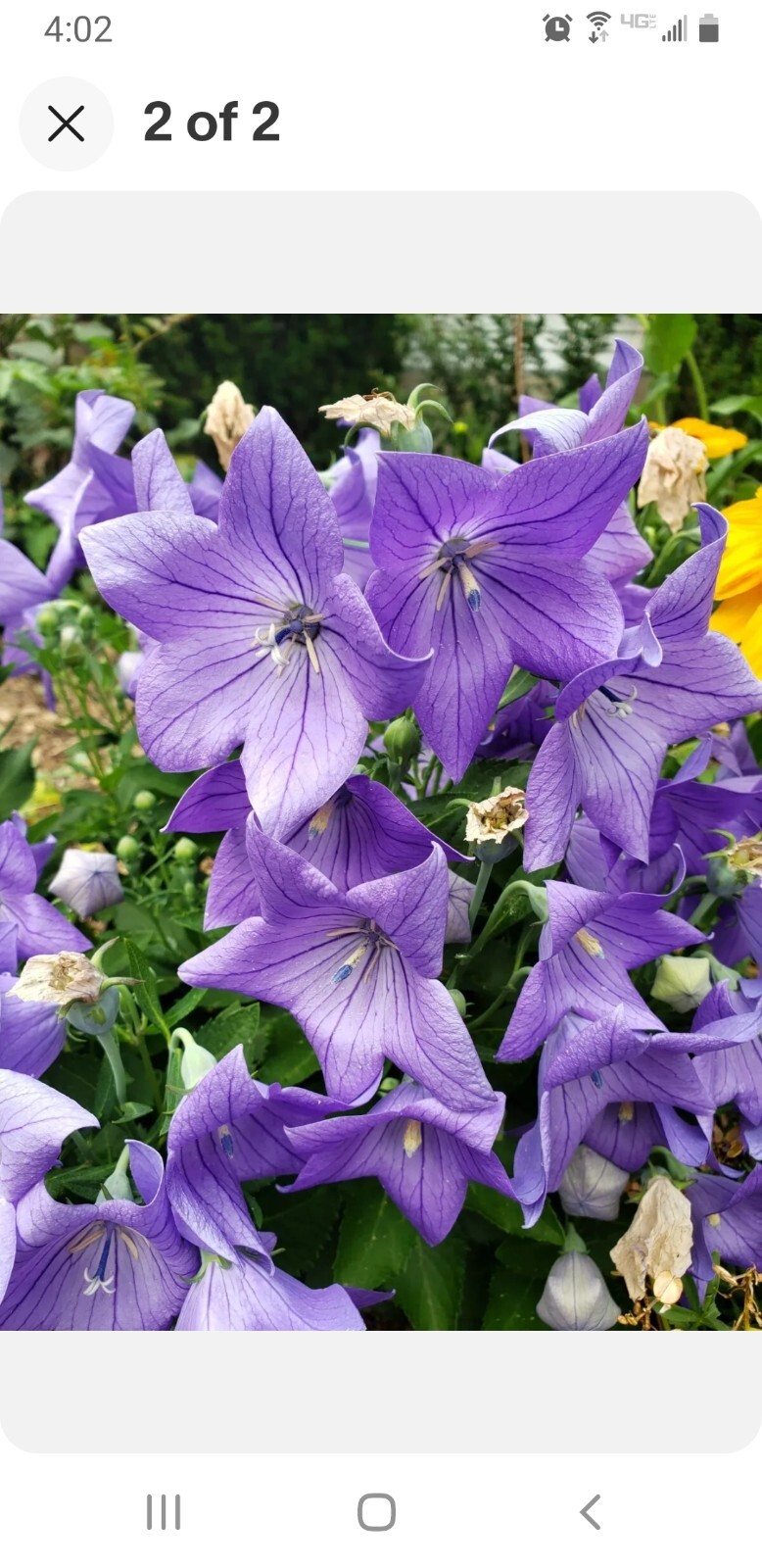 BALLOON FLOWER BLUE (Platycodon Grandiflorus) Seeds (50+ count)