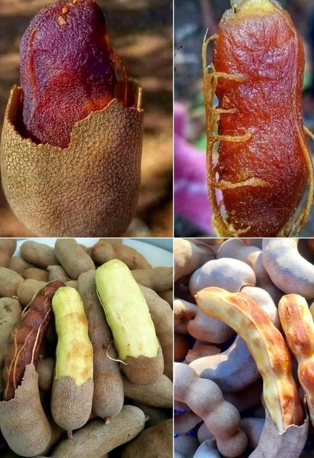 Tamarind Live Plant Tamarindus indica Tropical Fruit Tree 7-8 Inches Healthy
