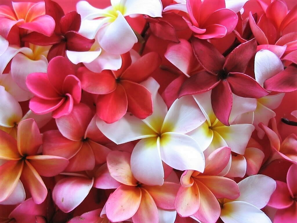 10 MIXED COLORS PLUMERIA Seeds – Lei Flower Frangipani Mix Pink Red Yellow White