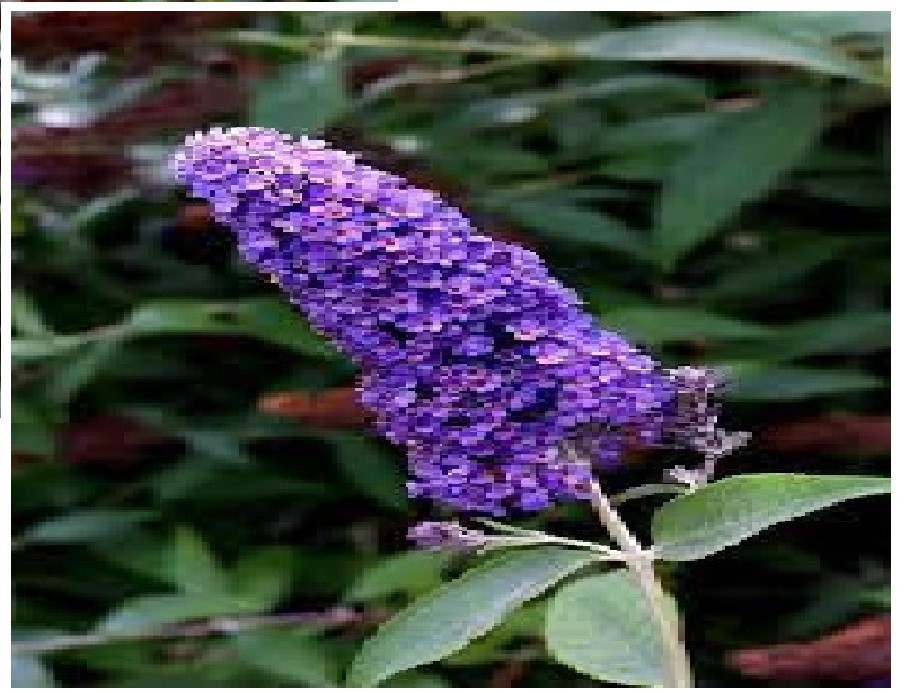 #50 Special Listing For 7 Different Kinds Of Butterfly Bush Seeds
