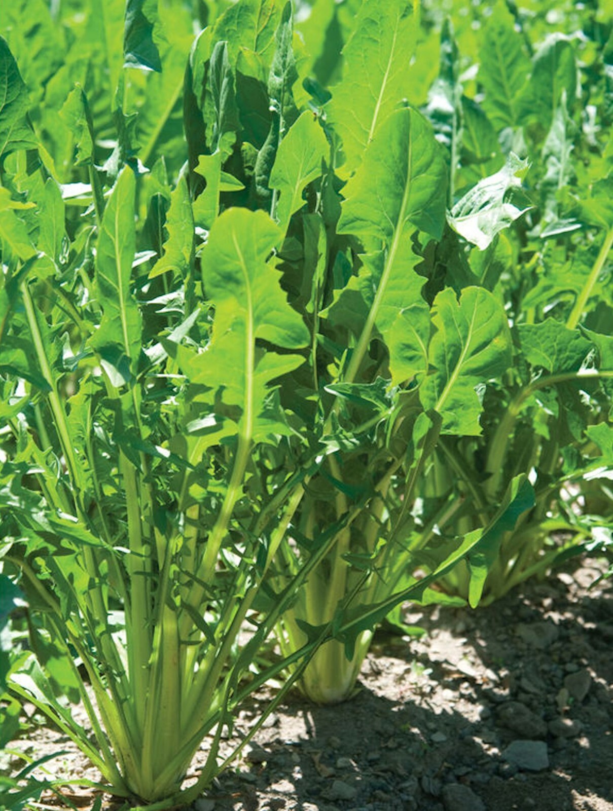 500 Heirloom Italian Dandelion CATALOGNA EMERALD ENDIVE SEEDS