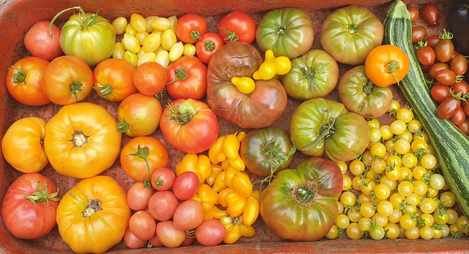 White Cherry Heirloom Tomato Seeds x 30 Minimum Plus Free Gift