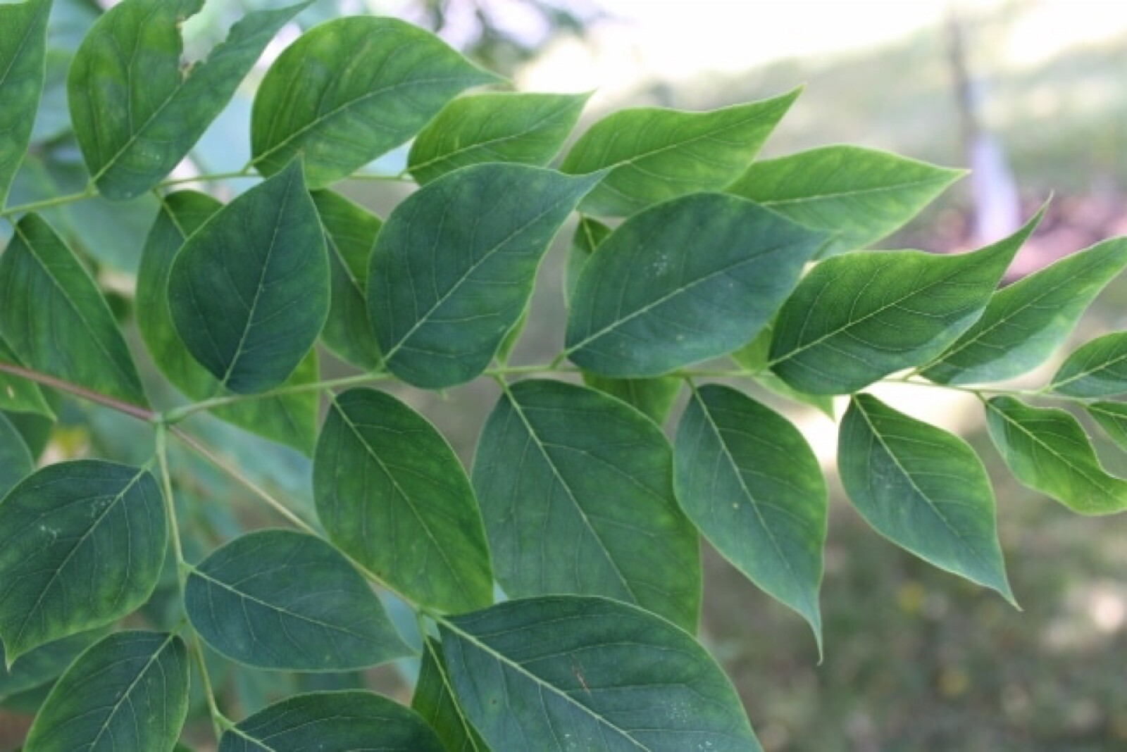 Kentucky Coffeetree (Gymnocladus dioicus) 1-2 year old plant 8-12″ tall