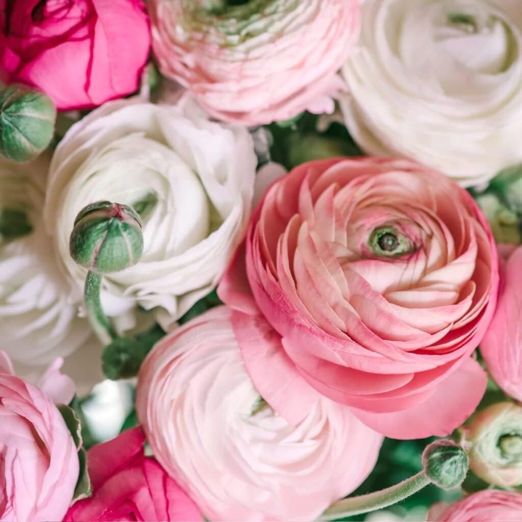 Ranunculus Flower Bulbs 15 Pink Corms Buttercup Peony Rose Bulb Wedding Flowers