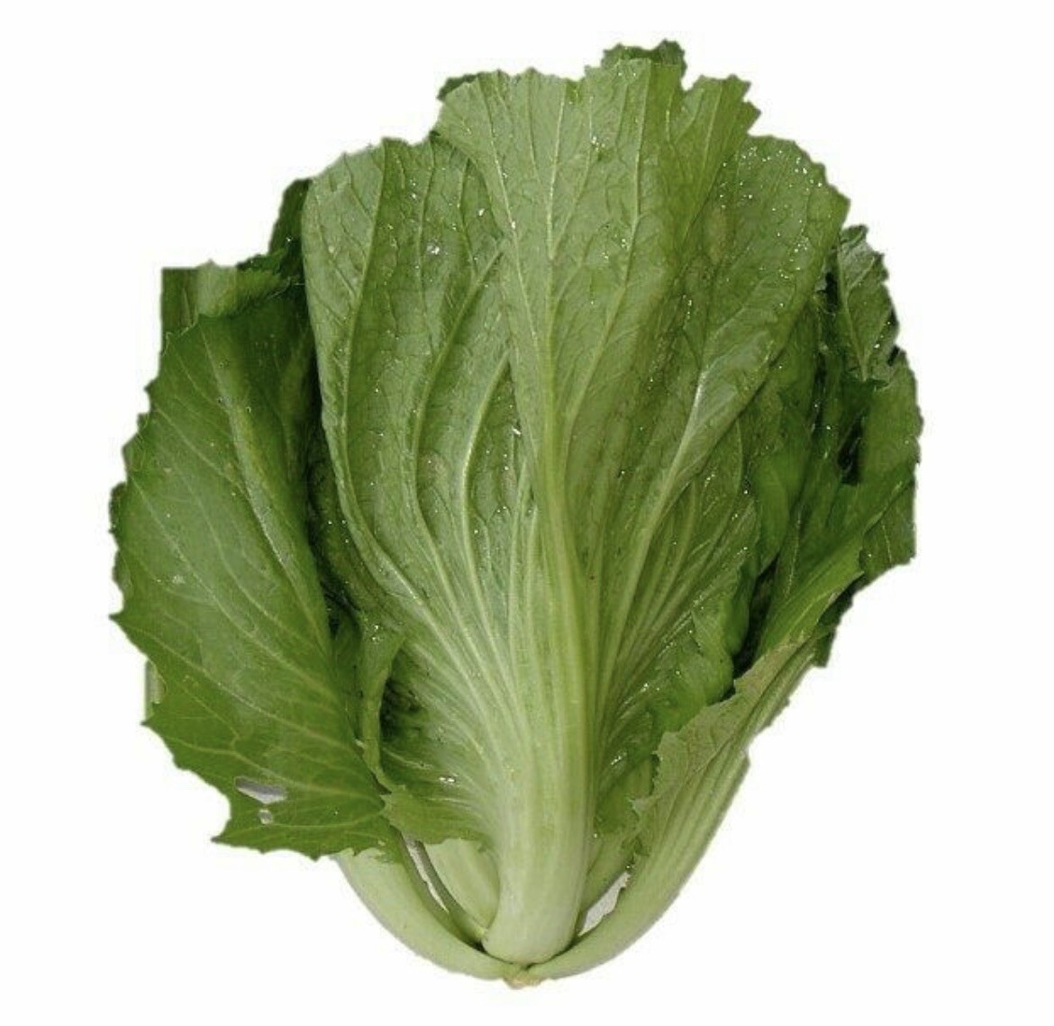 3x Hat Cai Be Dua, Chinese Indian Mustard 750+ Seeds/bag GAI CHOI Cabbage