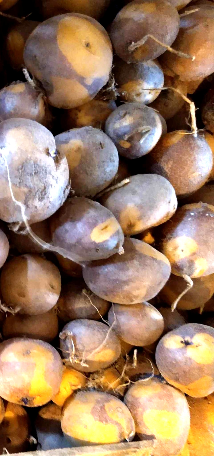 Potato Seed Tuber Mix 2 lb Purple Red Yellow Yukon Russet Organic Seeds Potatoes