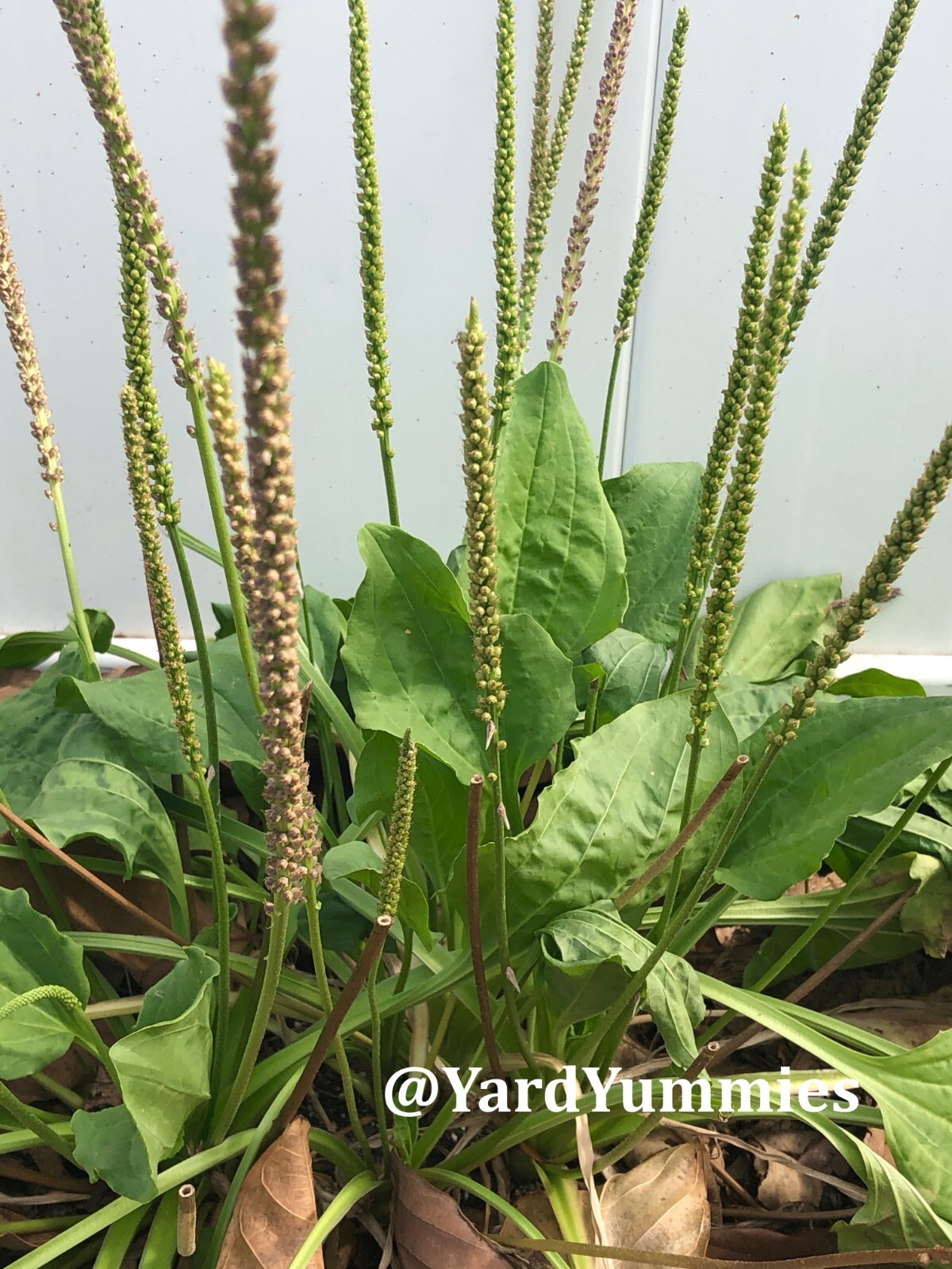 Broadleaf Plantain 200 SEEDS – Plantago Major Common Plantain- Perennial Herb