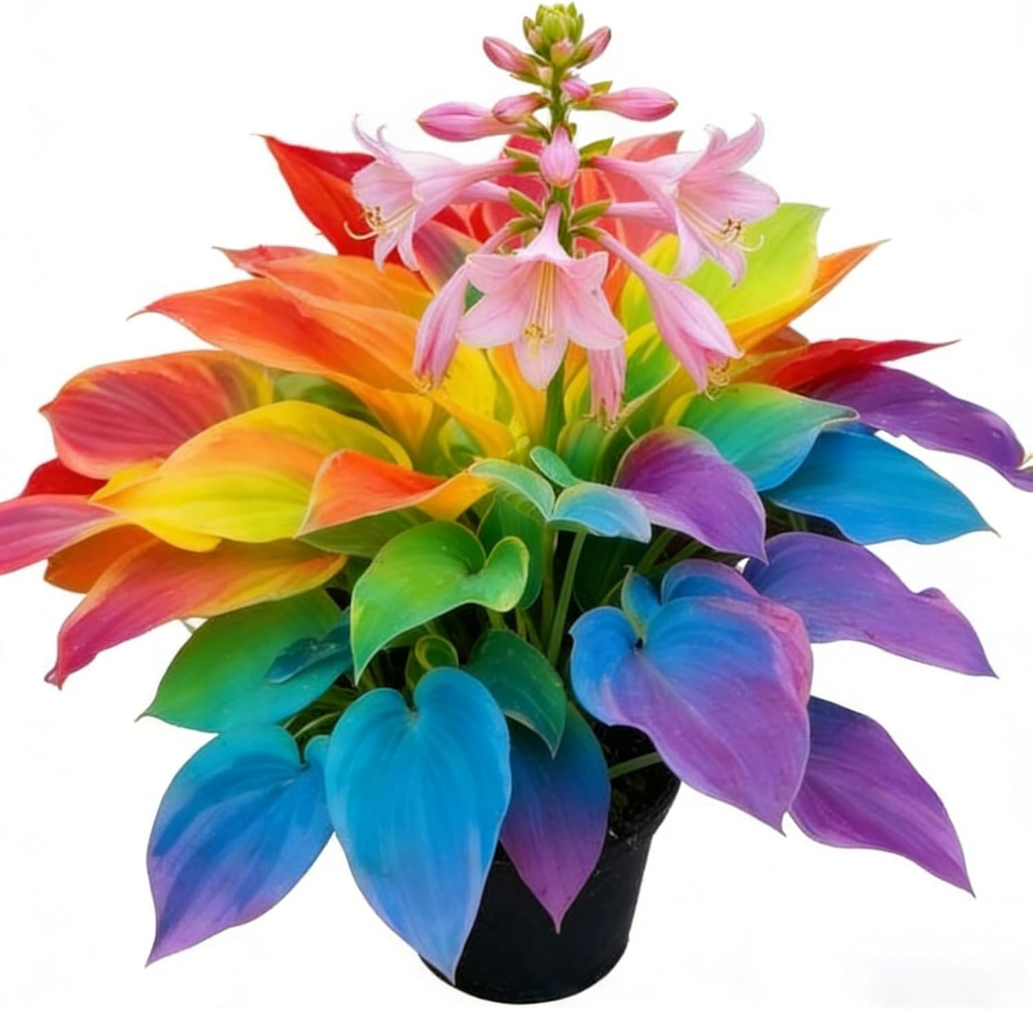 Hosta Seeds for Planting, 200 Heart-Shaped Hosta Bare Roots, Low Maintenance Hos