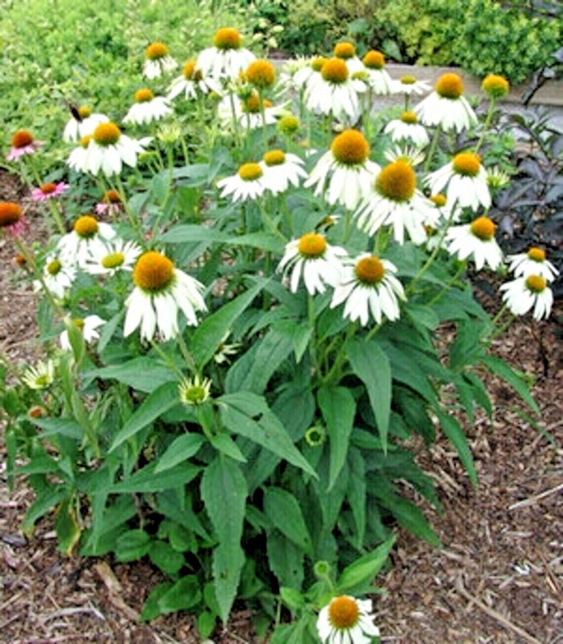 40 Seeds White Swan Coneflowers Echinacea Purpurea Alba~Beautifully Fragranced !