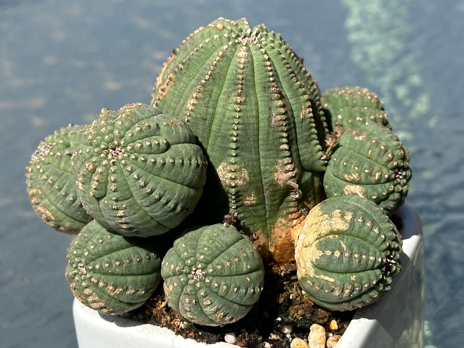 Euphorbia obesa Live Baseball Basketball Cactus in 4″ pot FREE SHIPPING