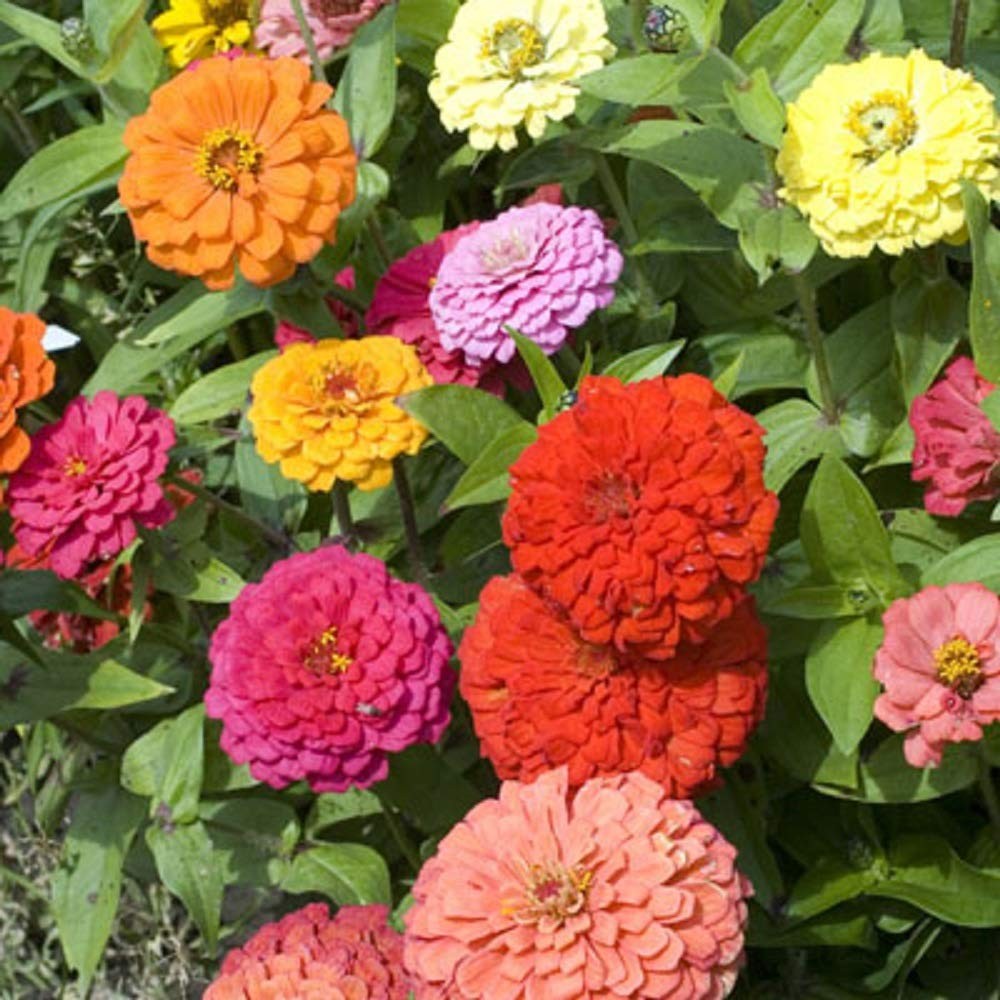 Zinnia California Giant Flower Seeds, Bulk red, pink, orange, yellow, white