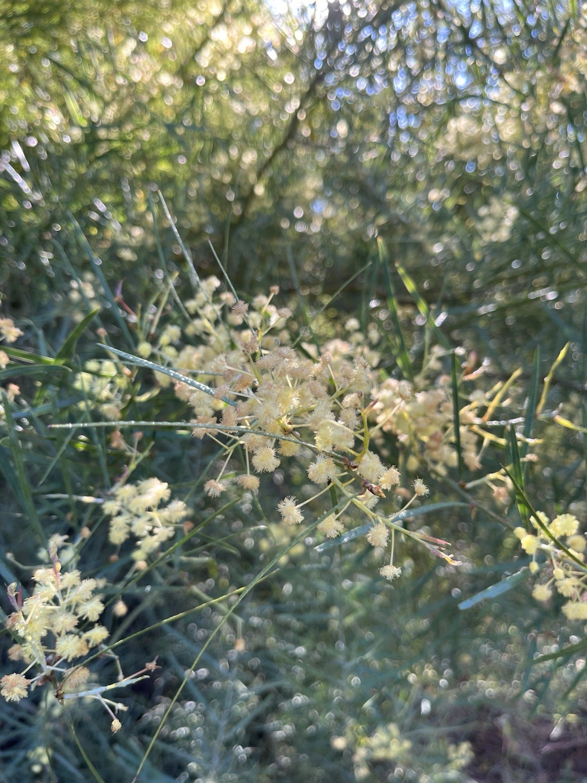 Acacia Species Assortment Packs (101 species) 5+ seeds each species