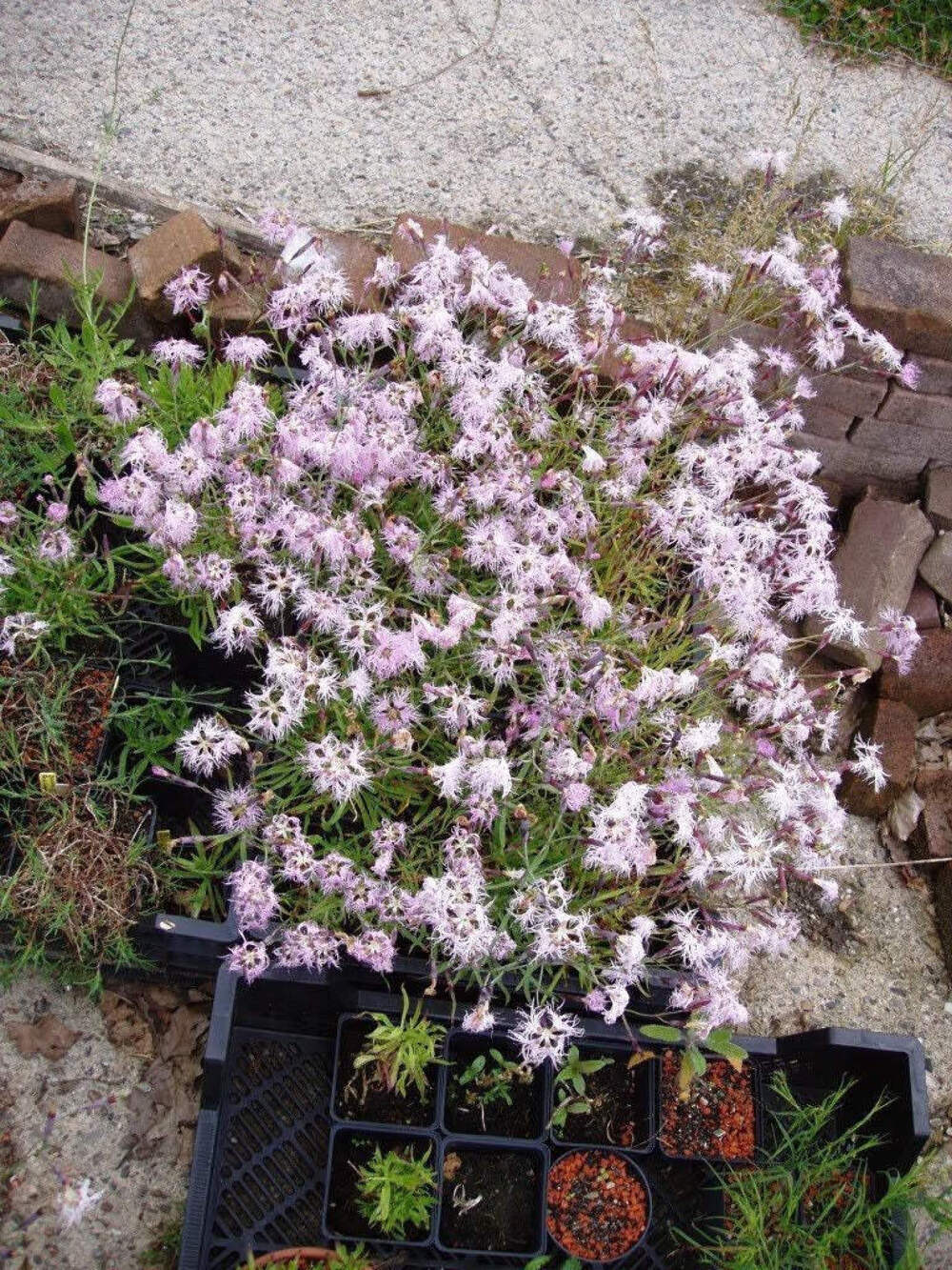 1000 FRINGED PINKS DIANTHUS Superbus Flower Seeds