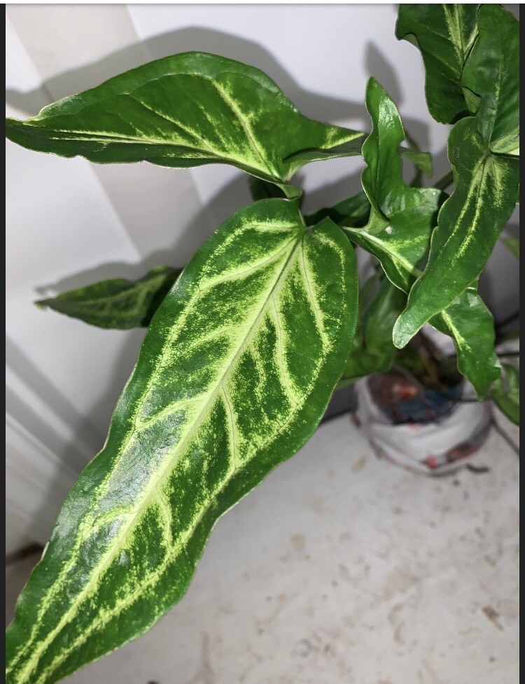 Syngonium Podophyllum Variegated deep cut arrow head plant.