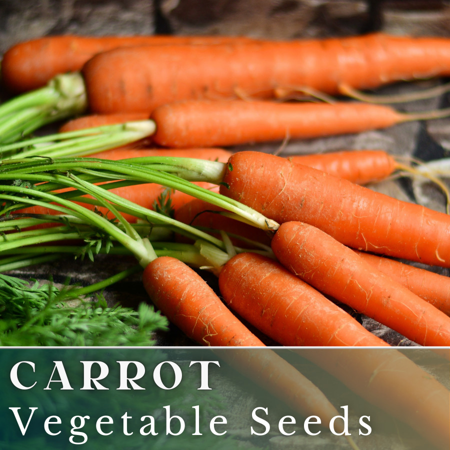 Carrot Vegetable Seeds 400+ Seeds Garden Seeds, Non GMO, Multiple Varieties