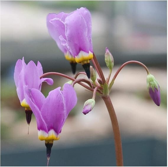 50+Midland Shooting Star Wildflower seeds Native American Cowslip Bird Bills USA