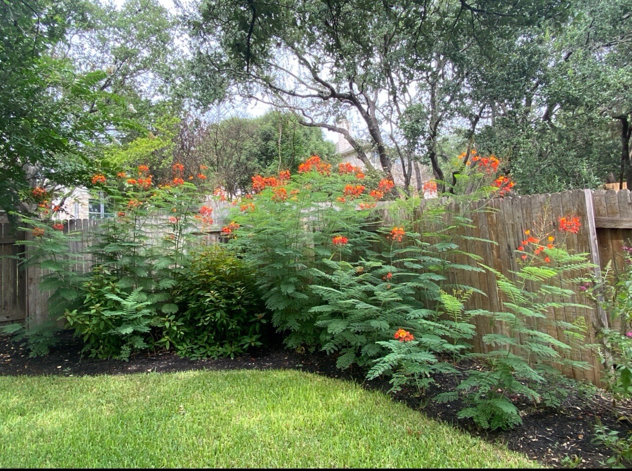 30 Total seeds Caesalpinia Pulcherrima Yellow, And Red PRIDE OF BARBADOS