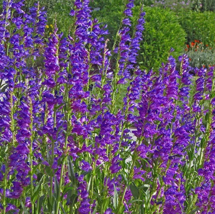 Penstemon PURPLE DREAM MIX Perennial Beardtongue Red for Hummingbirds 200+ Seeds