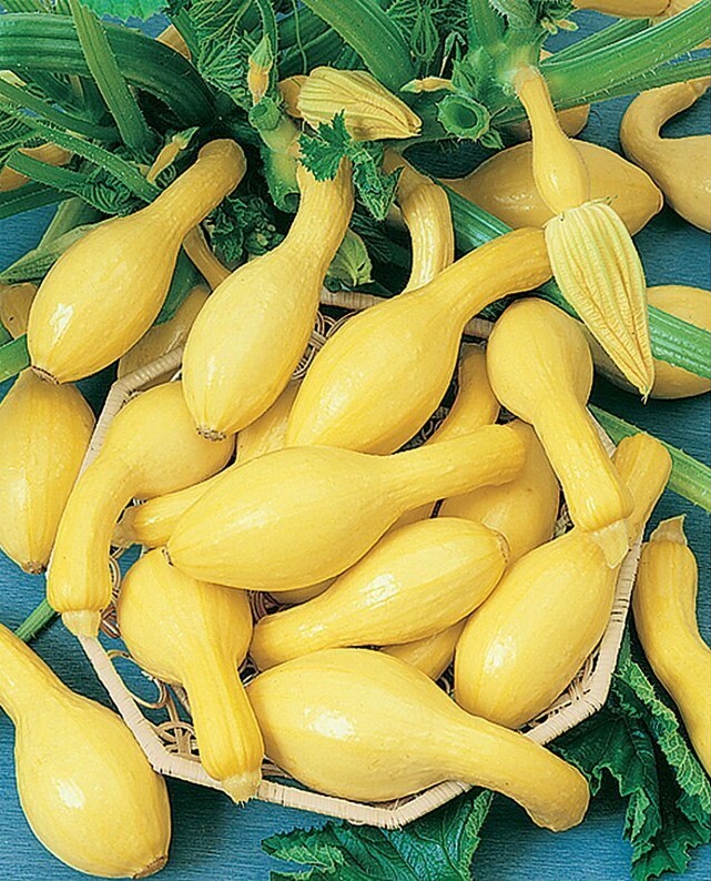 100+ Yellow Crookneck Squash Seeds – Golden Summer — Heirloom – NON GMO – FRESH
