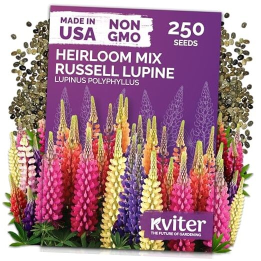 250 Mix Russell Lupine Seeds Perennial (Lupinus polyphyllus) – Heirloom & Non