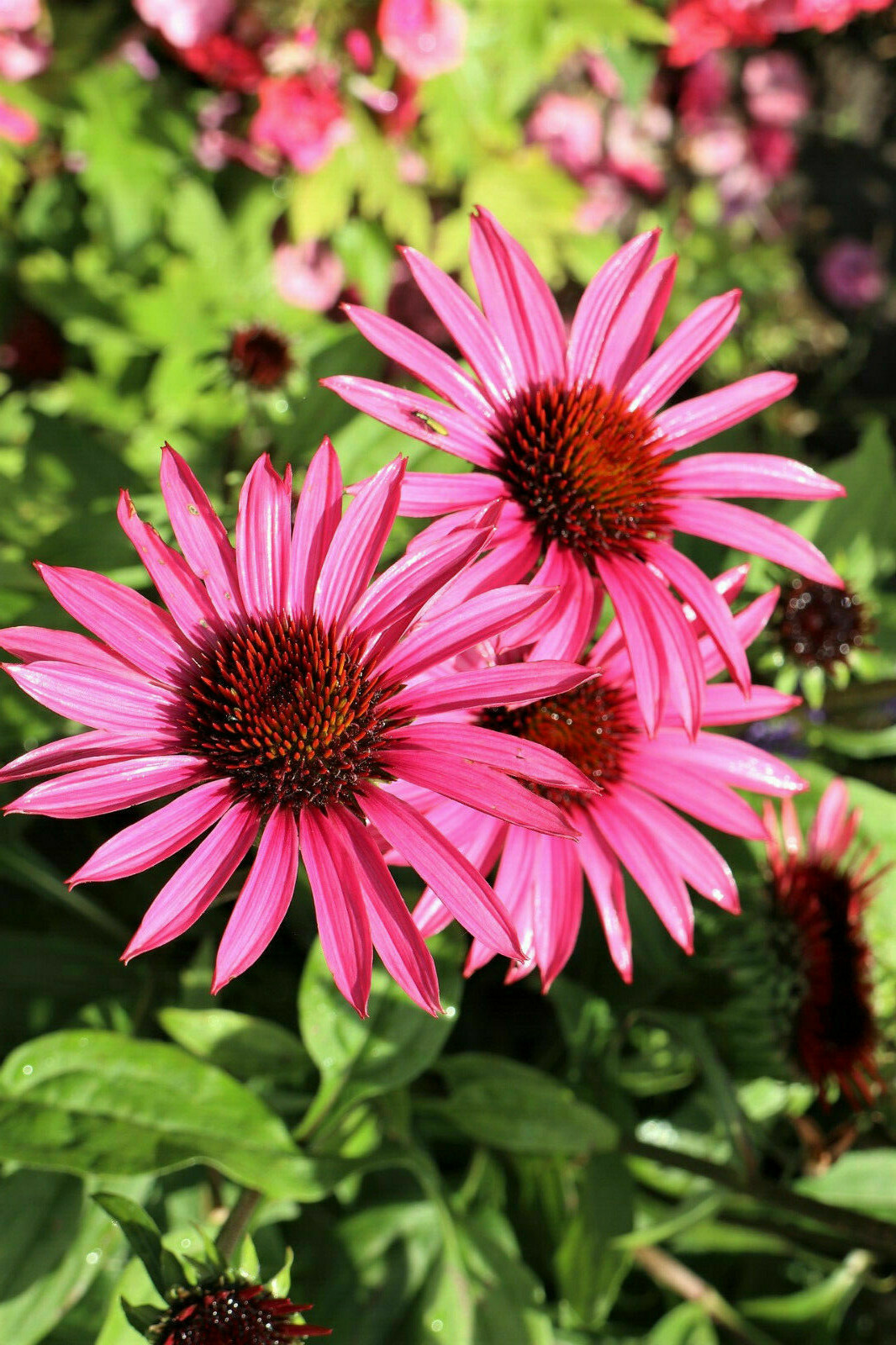 70 Echinacea Rudbeckia Purpurea Purple Coneflower Seeds~NY Botanical Garden Club