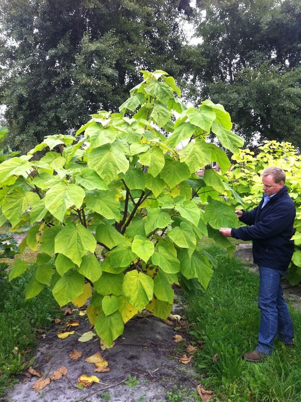 200+ Royal Paulownia Empress Tree Seeds Paulownia Tomentosa Fast Grow