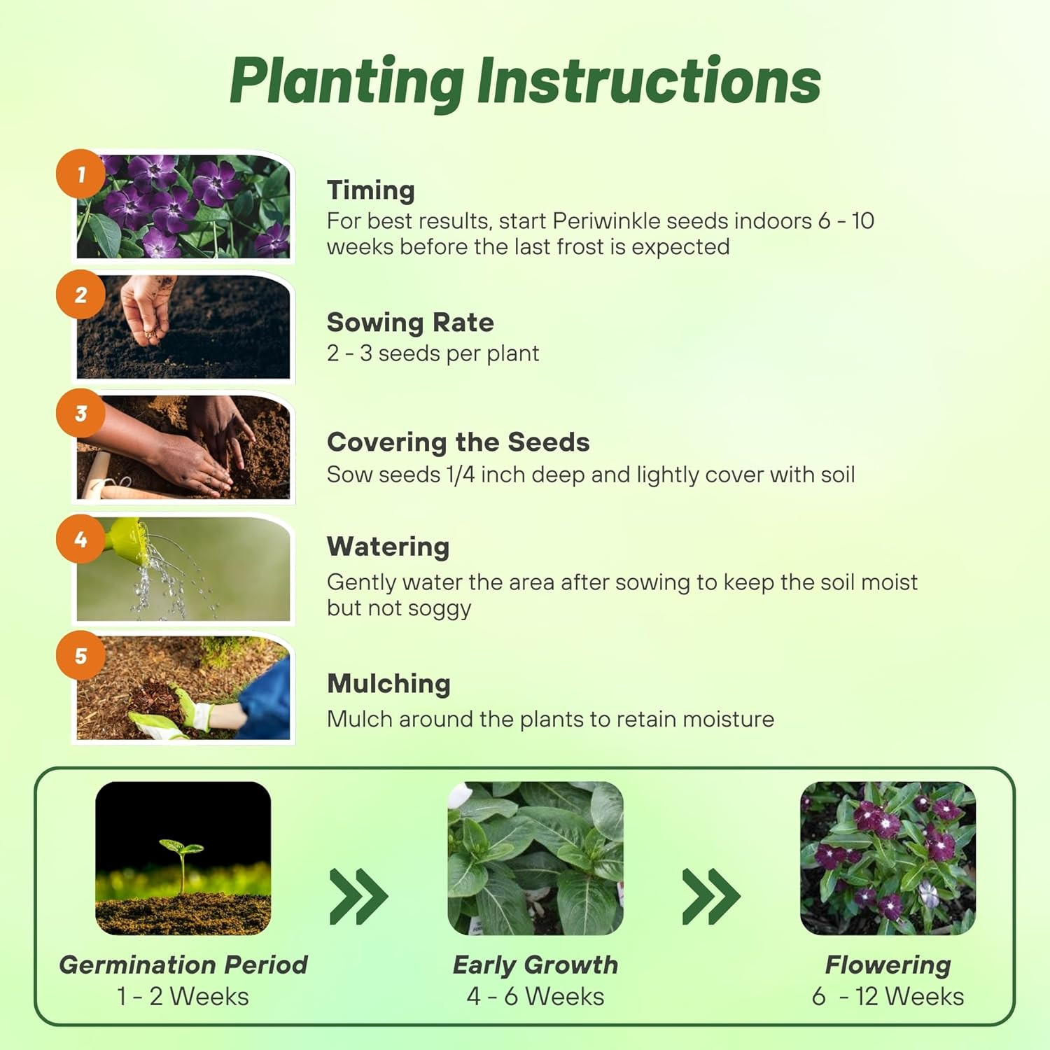Blackberry Periwinkle Seeds for Planting – 50 Pcs Annual, Fast-Blooming, Heat &