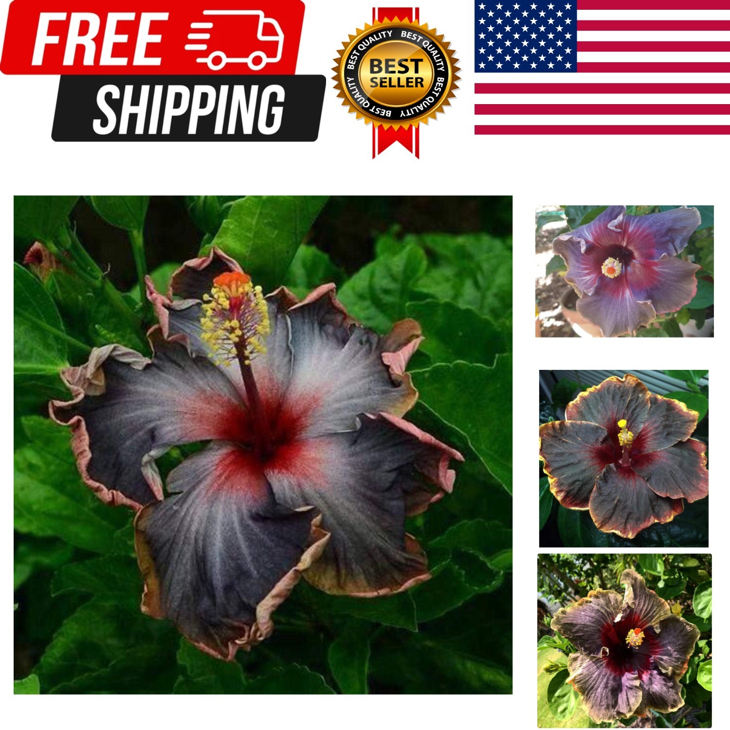 20PCS Rare Black Pink Purple Hibiscus Seeds”Black Rainbow” Giant Flower Tropi…