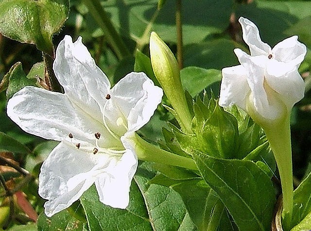 Mirabilis jalapa | White | Four O’Clock | 10 Seeds