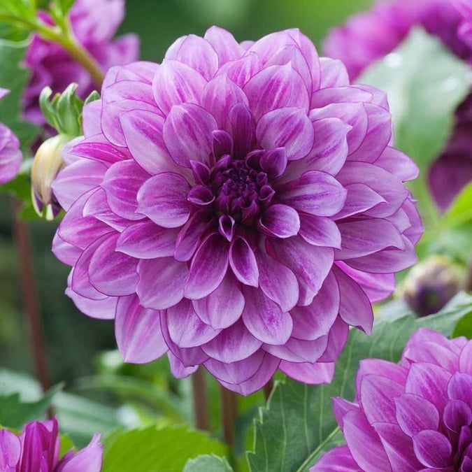 25 Dahlia Seeds Perennial Heirloom Pollinator Flower Flowers “Nina”