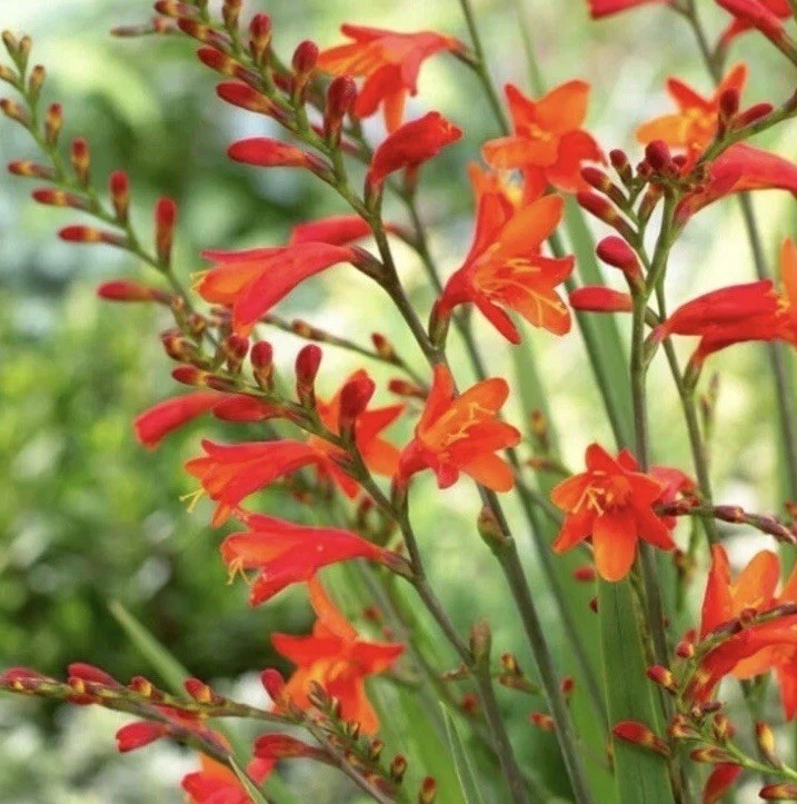 6 Heirloom Crocosmia Bulbs Corms Ready To Plant Orchid Orange Blooms Montbretia