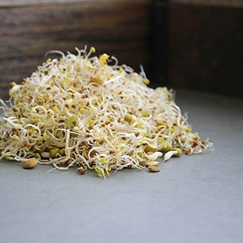 Organic Salad Sprouting Mix 16 Oz Non GMO Alfalfa Broccoli Lentil Mung Bean