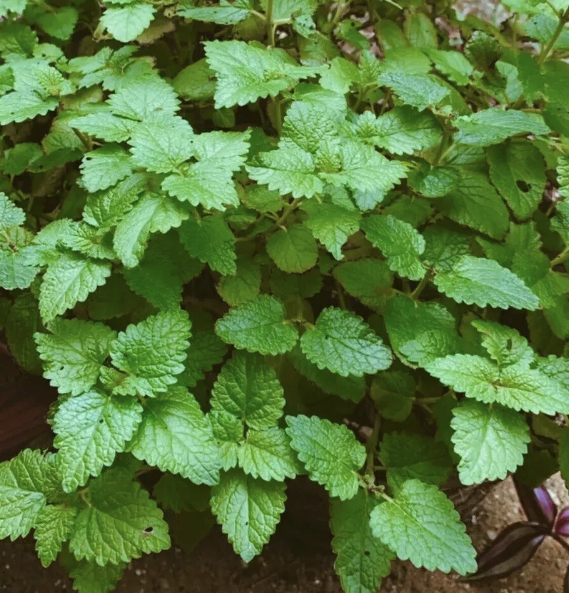 Herbal Tea Garden 🪴 Organic Peppermint Chamomile Lavender Lemon Balm Seeds