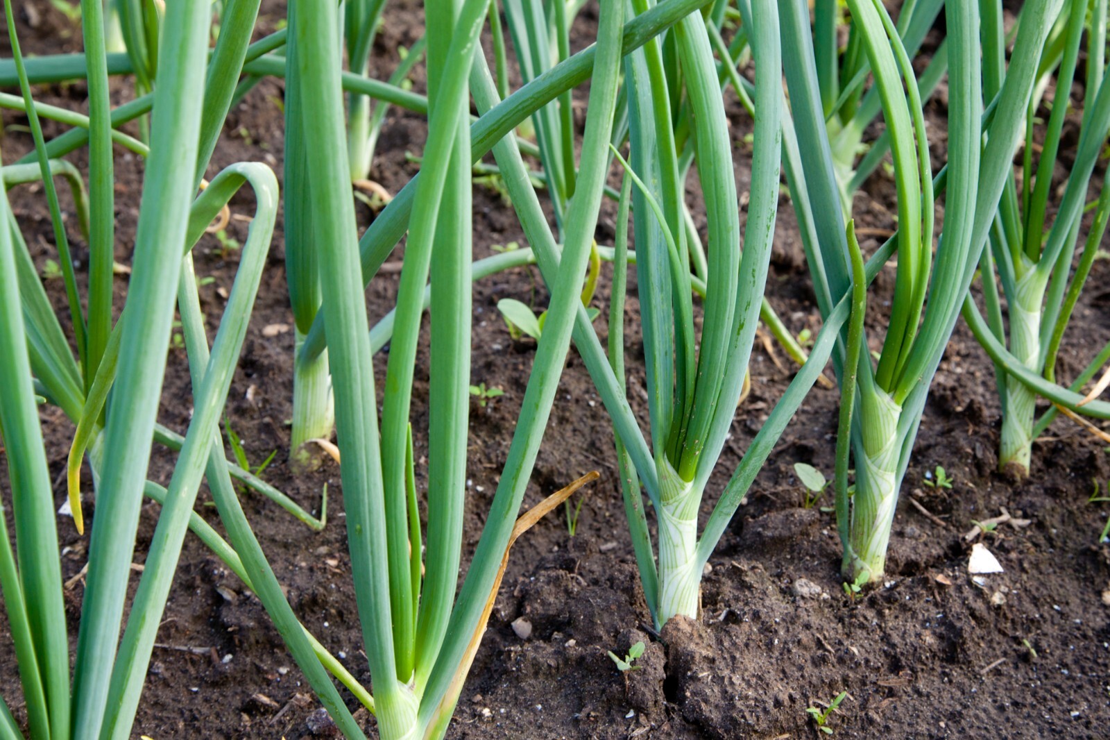 White Onion Sets – Grown Naturally, Non-GMO 1 Lb. (80+Bulbs) Shipping Now