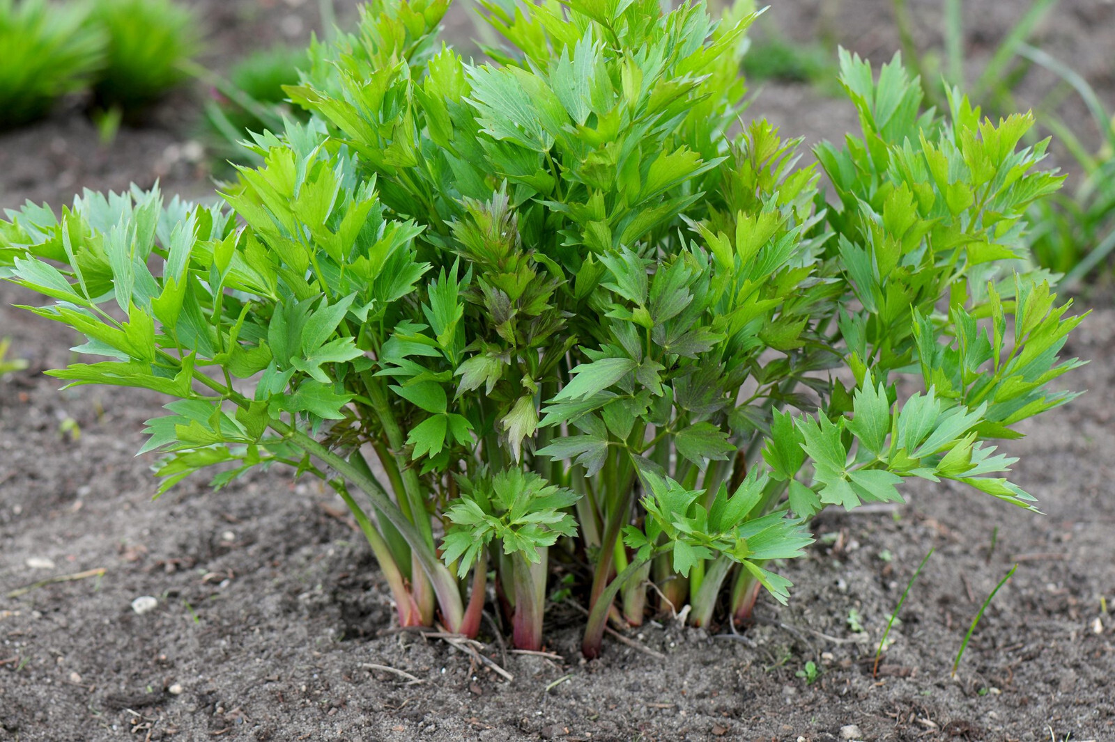 Lovage seeds, Levisticum officinale, Maggi Herb, NON-GMO by Mai’s Family