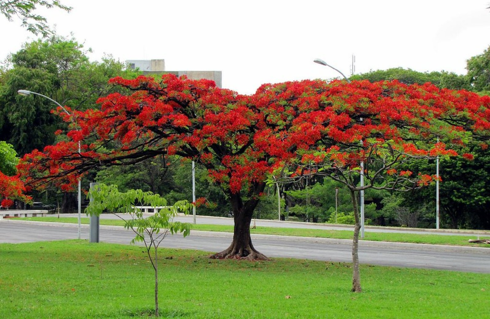 Red Flame Tree {Delonix regia} Bonsai Favorite | 5 seeds Free Shipping!