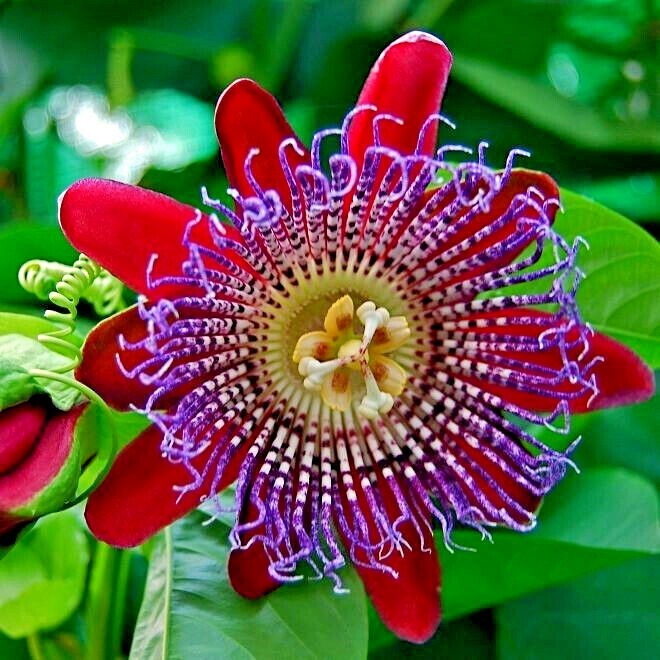 10 GIANT GRANADILLA SEEDS Passiflora quadrangularis Passionfruit Flower Plant