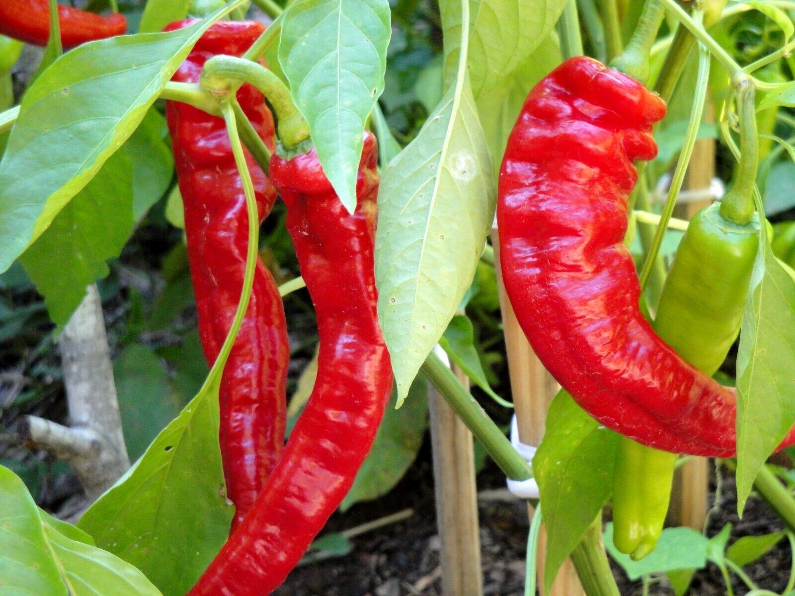Jimmy Nardello Sweet Red Pepper 30 seeds Italian Heirloom Organic