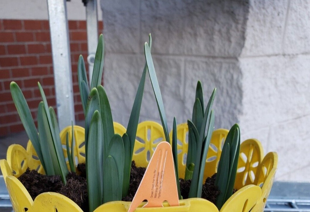 Daffodil Paperwhite / Various Live Bulbs Large Single Bloom Flower Set of 10