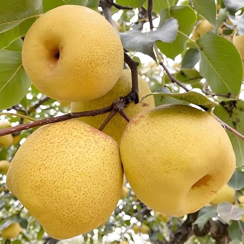 35+pcs Perennial Pear Fruits Tree Seeds for Planting Outdoor