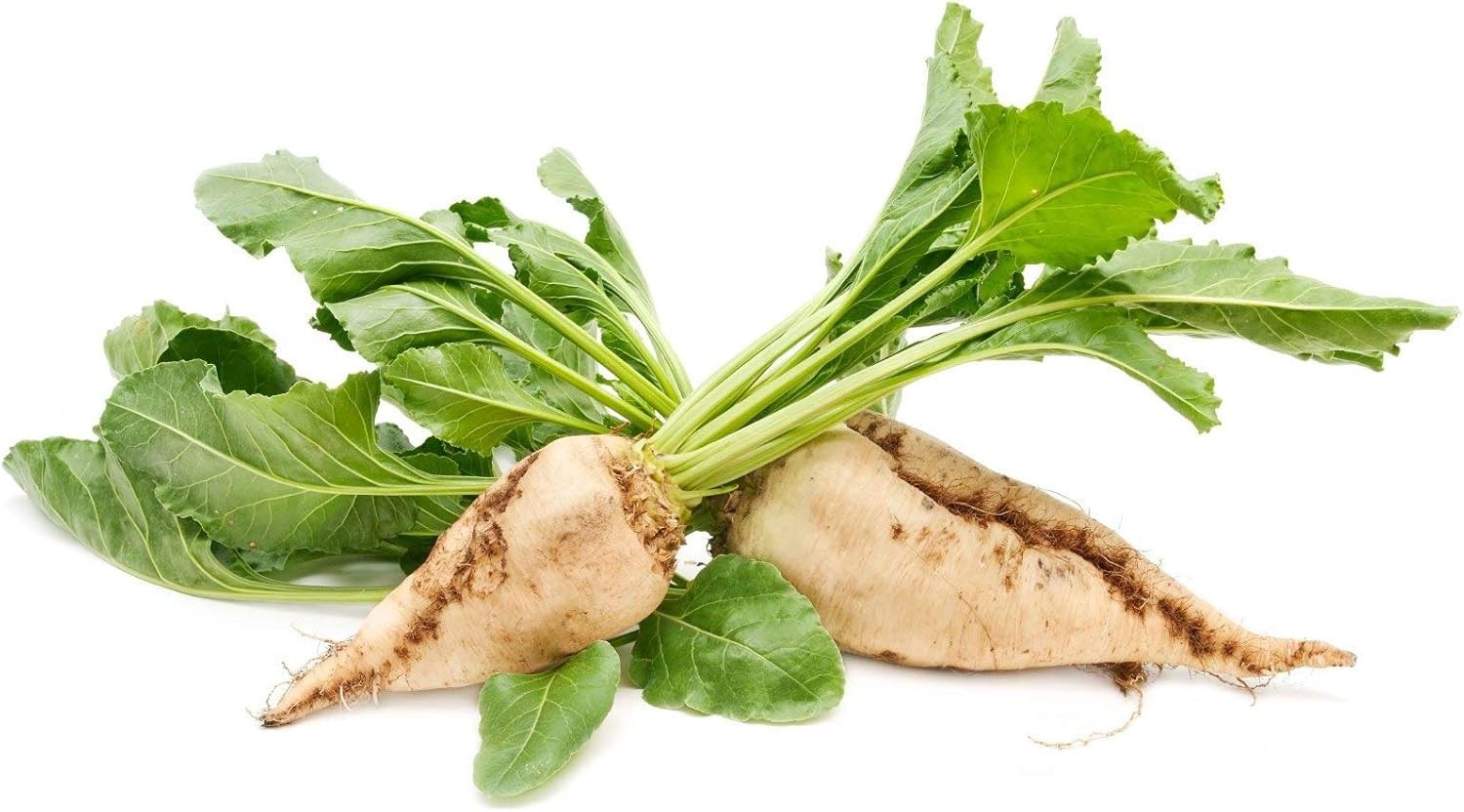 100+ Heirloom Non-GMO Sugar Beet Seeds for Bountiful Harvests – Easy to Grow
