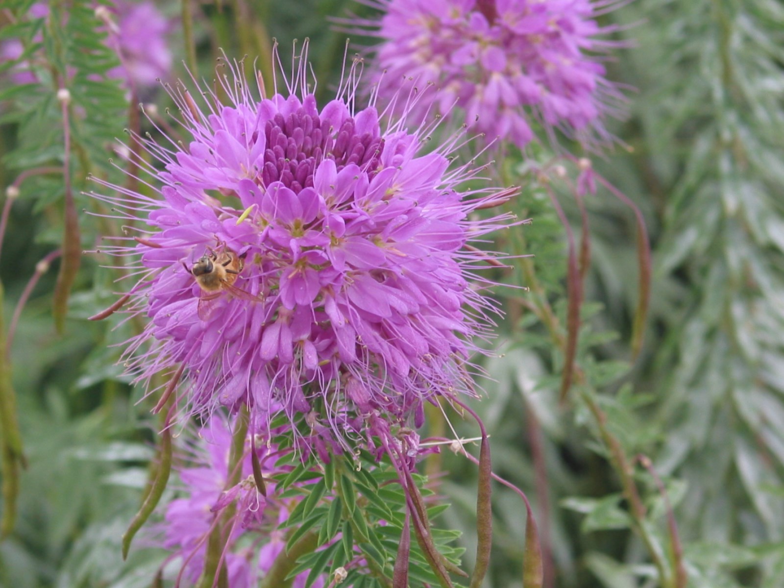 101+Rocky Mountain BEE PLANT Seeds Native Wildflower Flower Garden Pollinators