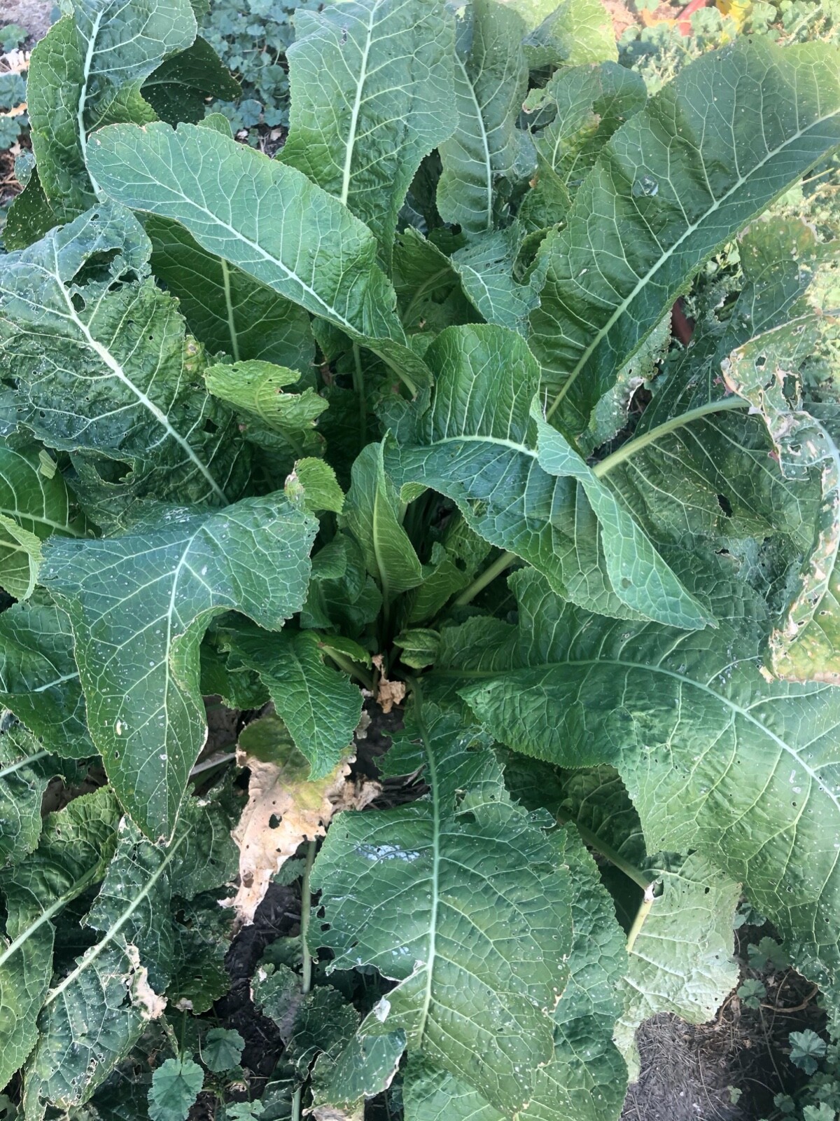 HORSERADISH STARTS (Common), ORGANIC: 6 ea. for planting